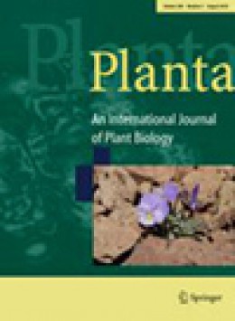 Planta